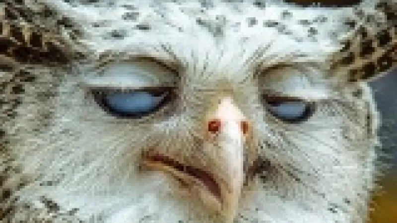 Winamax vous offre une bonne gueule de bois !